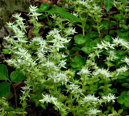 {Sedum ternatum}